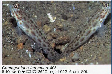 Ctenogobiops feroculus